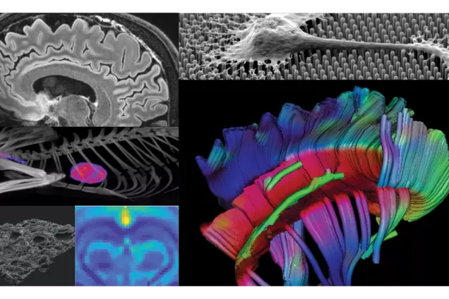 Collage of image processing exampes.